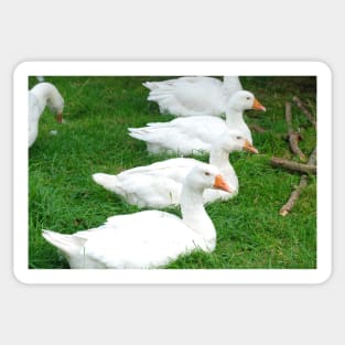 Geese In A Row Sticker